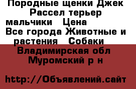 Породные щенки Джек Рассел терьер-мальчики › Цена ­ 40 000 - Все города Животные и растения » Собаки   . Владимирская обл.,Муромский р-н